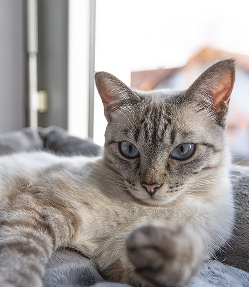 ¿los gatos guardan rencor?